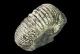 Rare, Scaphites Heteromorph Ammonite - Kansas #143477-2